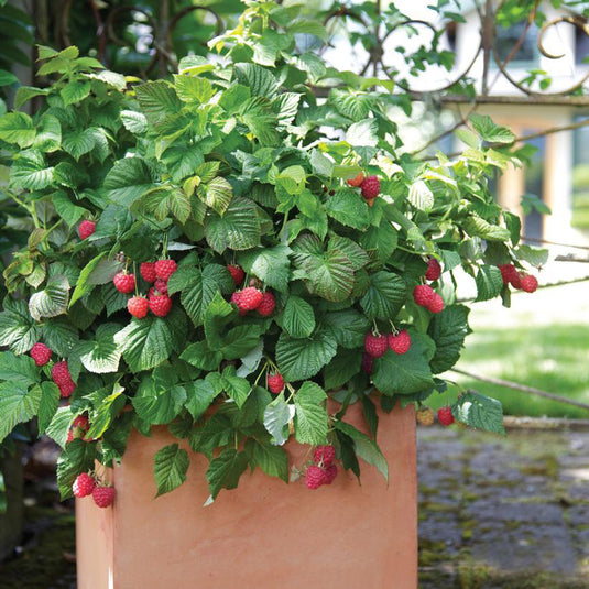 Image RUBUS 'RASPBERRY SHORTCAKE'  G2 RAZ