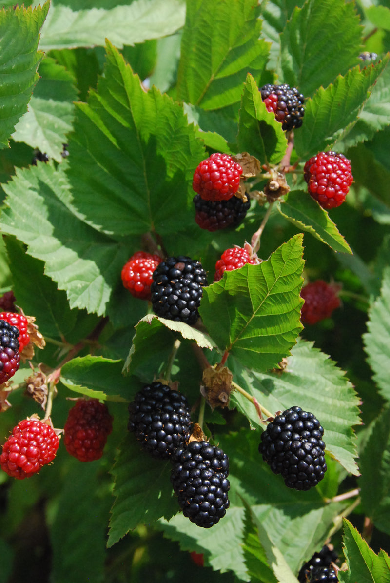 Triple Crown Thornless Blackberry (RUBUS SP. TRIPLE CROWN) - 1 gallon 10"