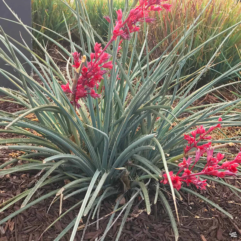 Red Yucca (Hesperaloe parviflora) - 1 gallon