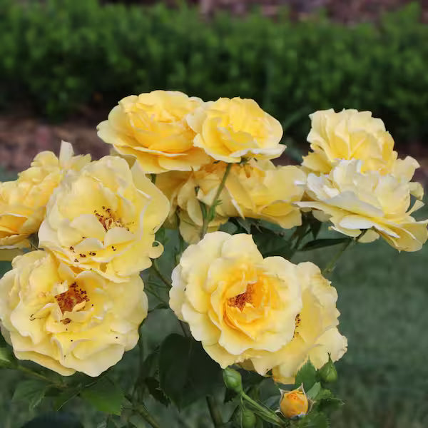 Reminiscent Yellow Rose (ROSE REMINISCENT YELLOW) - QT
