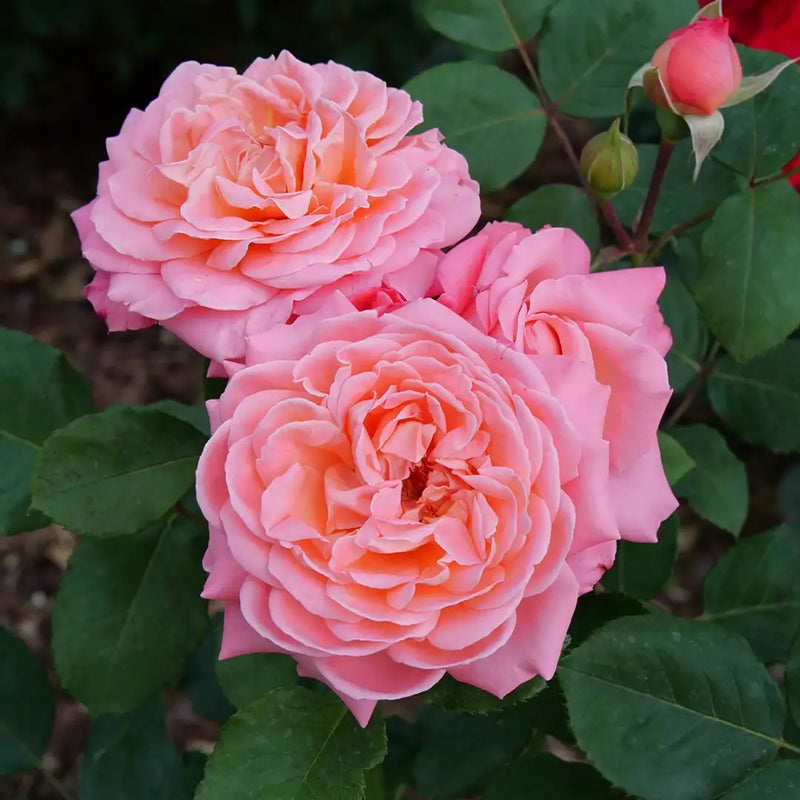 Reminiscent® Coral Rose (ROSE REMINISCENT® CORAL) - QT
