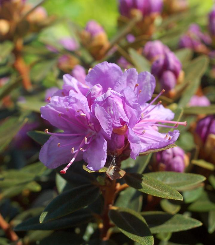 Purple Gem Rhododendron (Rhododendron X 'Purple Gem') - 1 gallon 6"