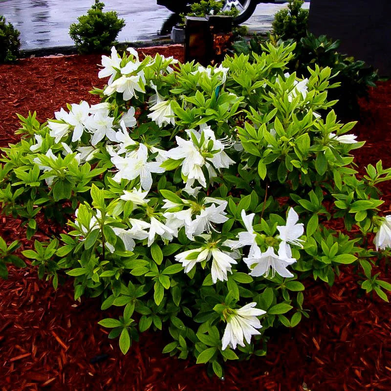 Autumn Lily® Encore Azalea (Rhododendron 'Autumn Lily') - 1 gallon