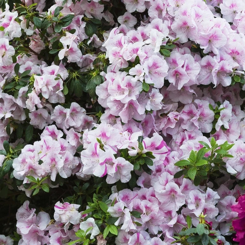 Autumn Twist® Encore Azalea (Rhododendron 'Autumn Twist') - 1 gallon