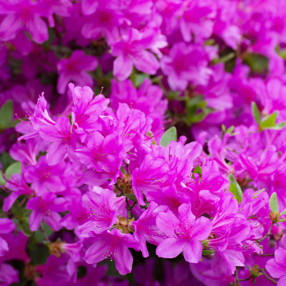 Autumn Royalty® Encore Azalea (Rhododendron 'Autumn Royalty') - 1 gallon