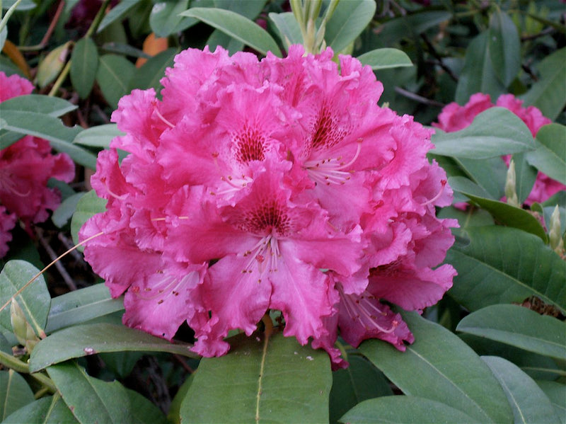 Besse Howells Rhododendron (Rhododendron 'Besse Howells') - 1 gallon 6"