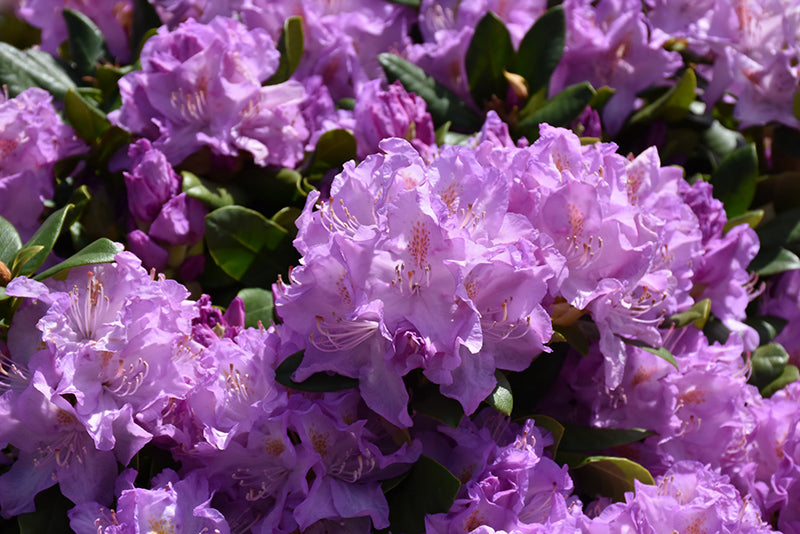 Minnetonka Rhododendron (Rhododendron ‘Minnetonka’) - 1 gallon 6"
