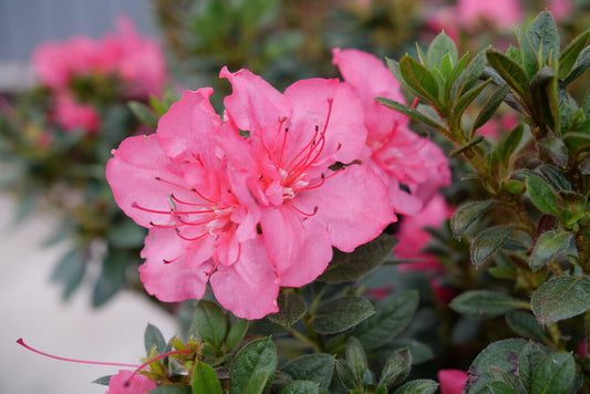 Perfecto Mundo Epic Coral® Rhododendron (Rhododendron x Perfecto Mundo Epic Coral®) - QT