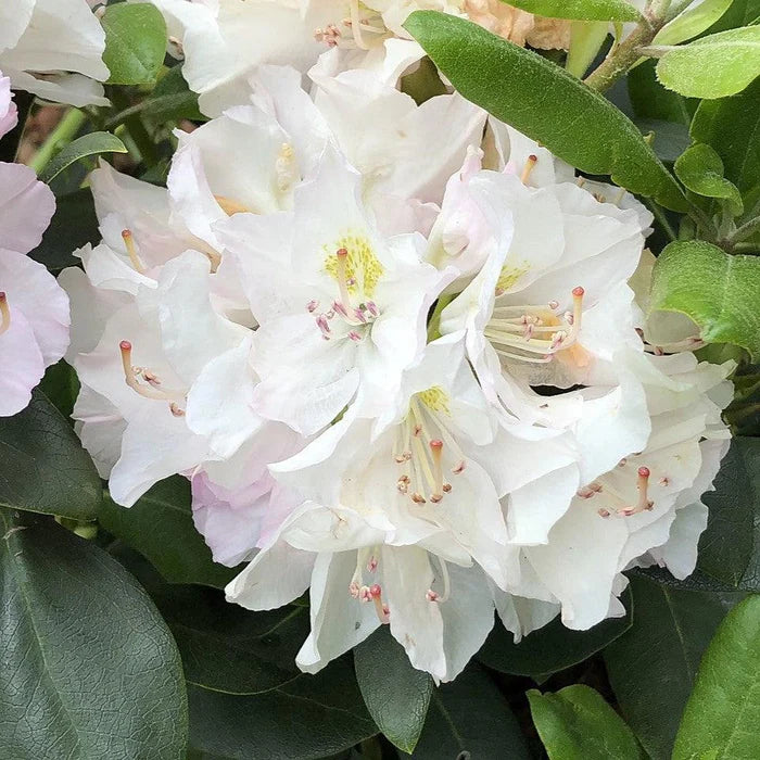 Cunningham’s White Catawba Rhododendron (Rhododendron catawbiense 'Cunningham's White') - 1 gallon 6"