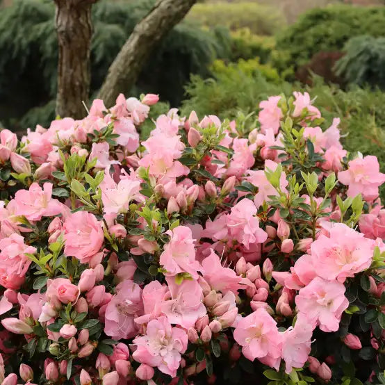 Perfecto Mundo Epic Coral® Rhododendron (Rhododendron x Perfecto Mundo Epic Coral®) - QT