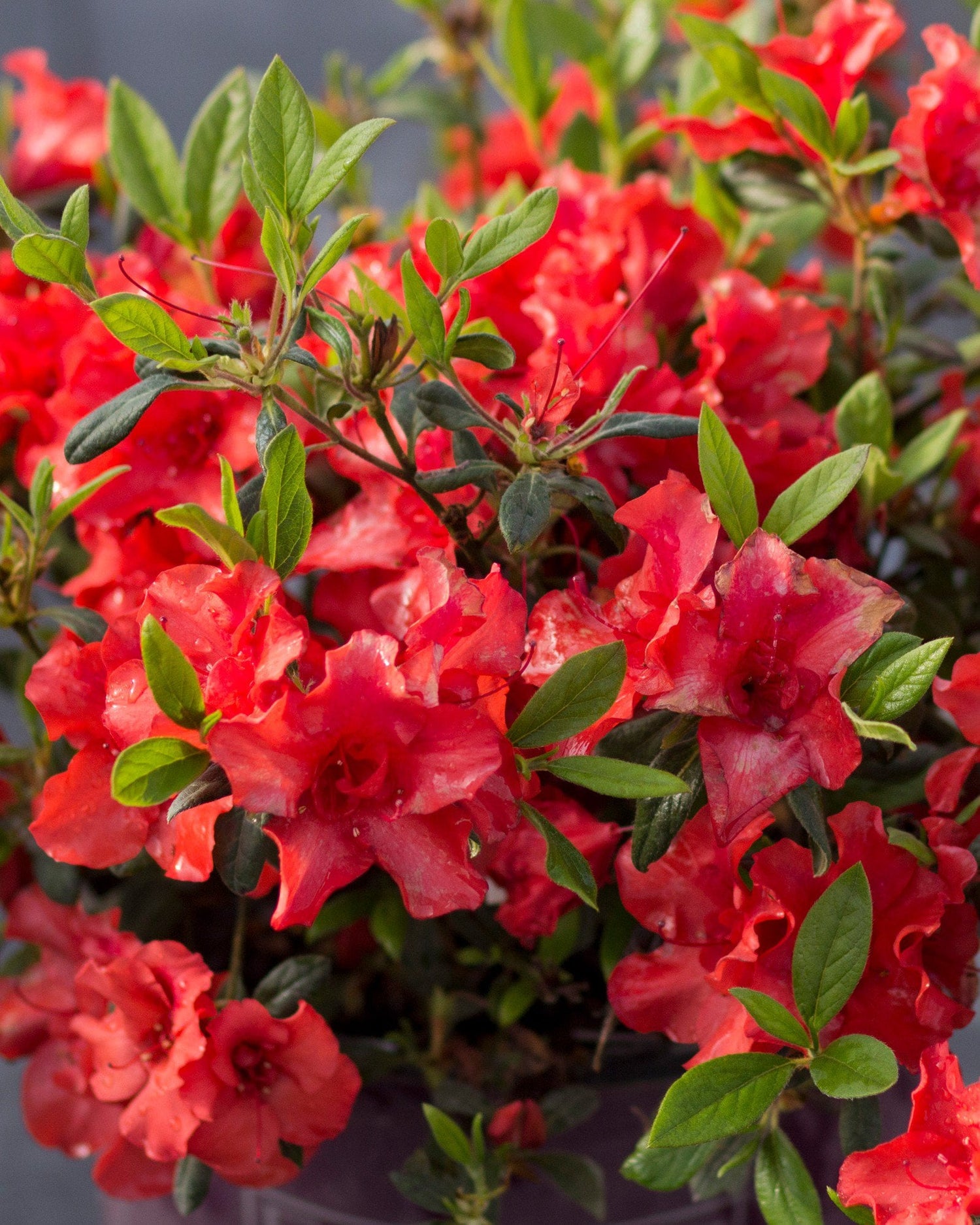 Autumn Embers® Azalea (Rhododendron x ‘Autumn Embers’) - 1 gallon