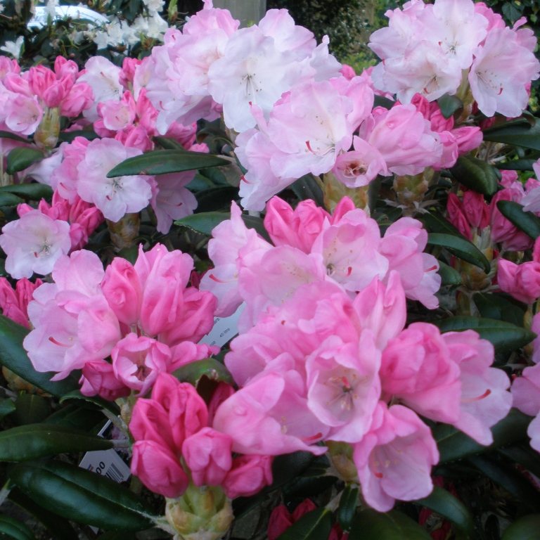 Crete Rhododendron (Rhododendron yakushimanum 'Crete') - 1 gallon 6"