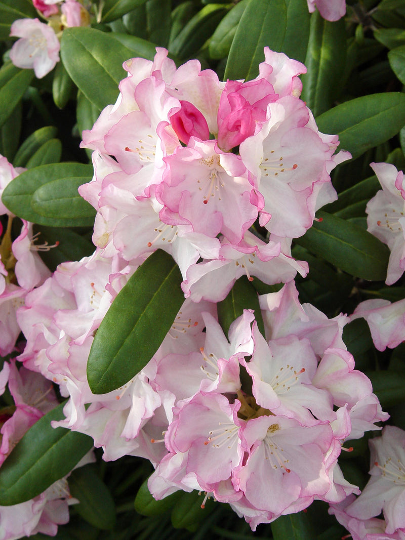 KenJaneck Rhododendron (Rhododendron yakushimanum 'Ken Janeck') - 1 gallon 6"