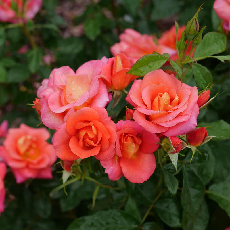 Rise Up® Emberays Climbing Rose (Rosa 'Rise Up Emberays') - QT