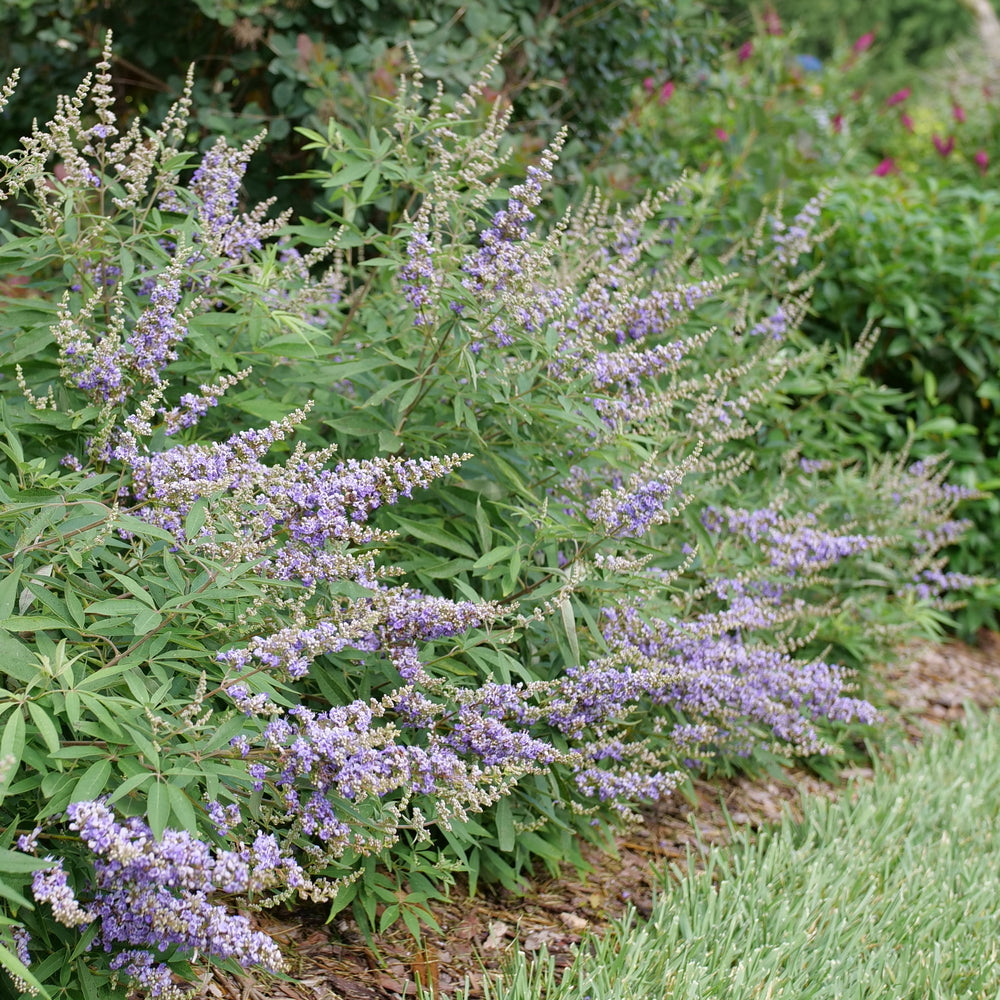Rock Steady® Chaste Tree (VITEX ROCK STEADY) - QT