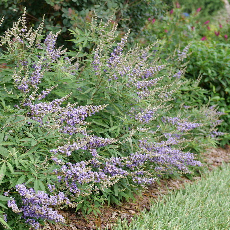 Rock Steady® Chaste Tree (VITEX ROCK STEADY) -
