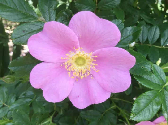Virginia Rose (Rosa virginiana) - 2 gallon
