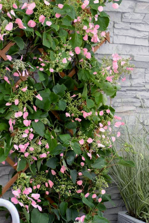 Rose Sensation™ False Hydrangea Vine (Schizophragma hydrangeoides 'Rose Sensation') - QT