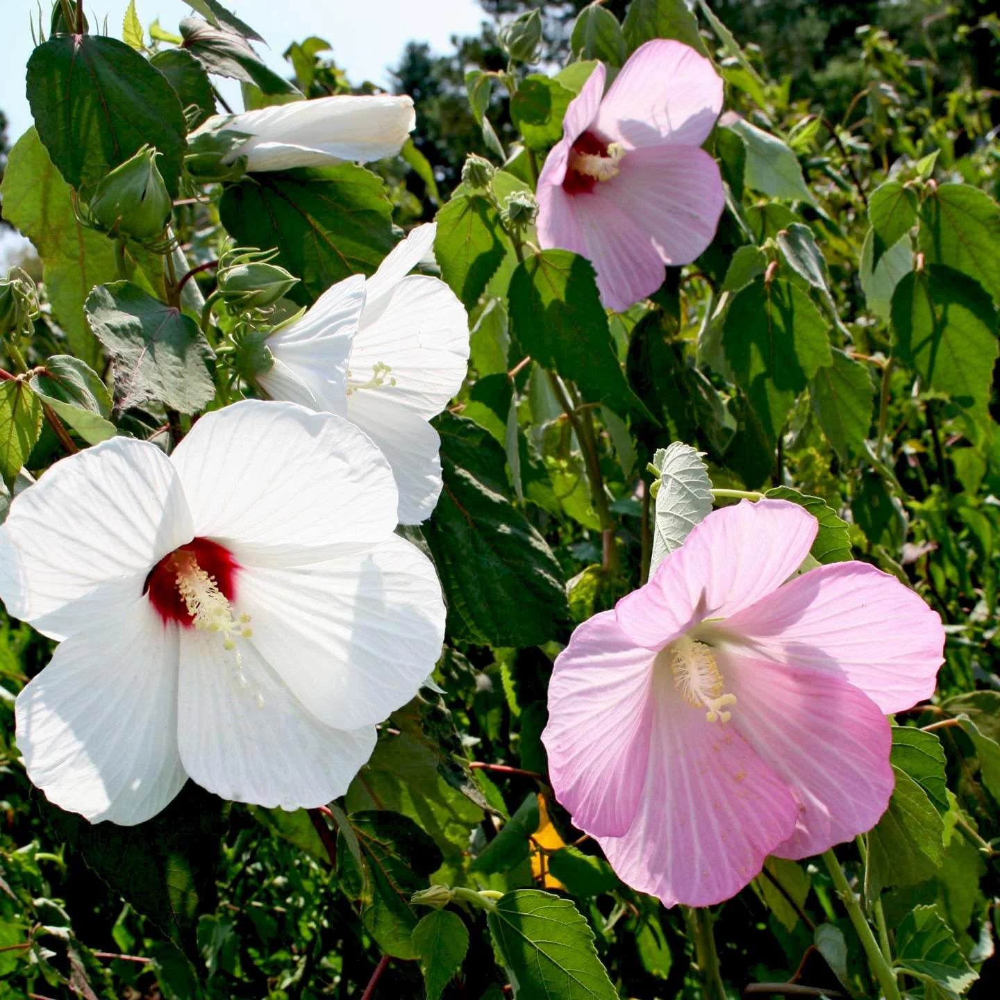Rose mallow (Hibiscus moscheutos) - 1 gallon