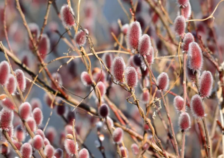 SALIX G. 'MOUNT ASO'  G3 15"