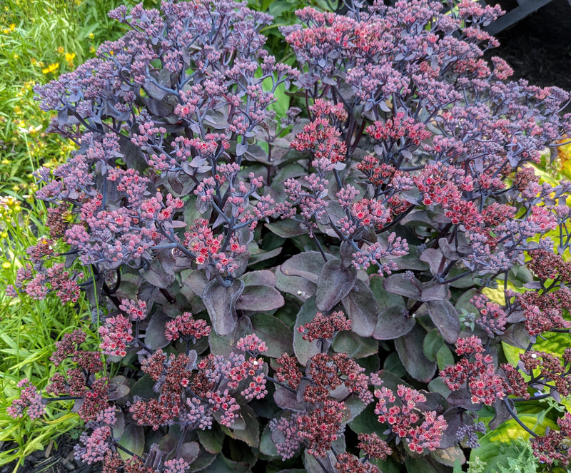 Rock 'N Grow® 'Back in Black' Stonecrop (Sedum back 'In Black') - 1 gallon