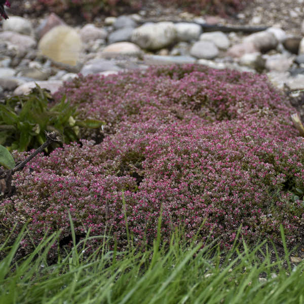 Steel the Show Stonecrop (Sedum steel 'The Show') - 1 gallon
