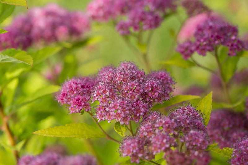 Little Spark® Spirea (Spiraea JAP 'Little Spark') - 3 gallon 15"