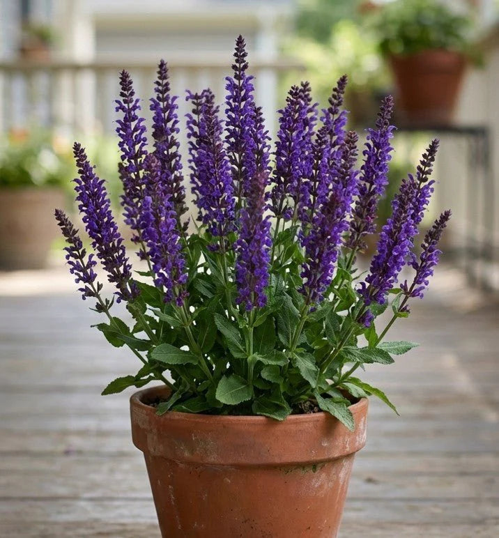Noble Knight Meadow Sage (Salvia nemorosa 'Noble Knight') - QT
