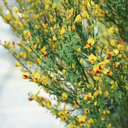 Sister Disco® Broom (CYTISUS SC. SISTER DISCO) - QT