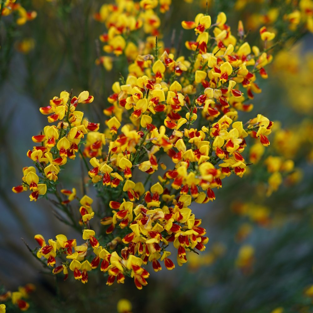 Sister Disco® Broom (CYTISUS SC. SISTER DISCO) - QT