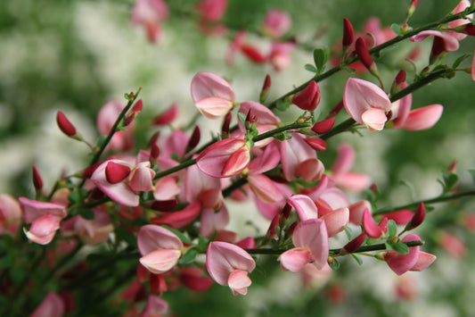 Sister Rosie® Scotch Broom (Cytisus scoparius ‘Sister Rosie’) - QT