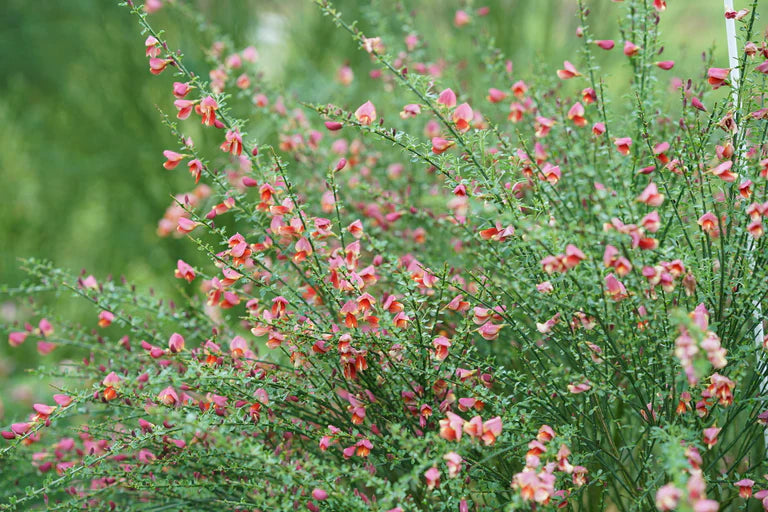 Sister Rosie® Scotch Broom (Cytisus scoparius ‘Sister Rosie’) - QT