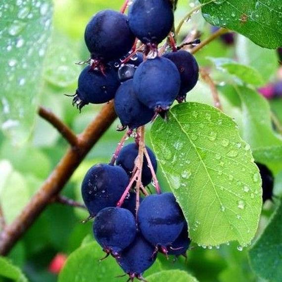 Smokey Serviceberry (Amelanchier alnifolia 'Smokey') - 1 gallon