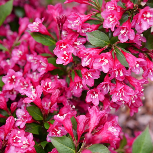 Sonic Bloom® Punch Weigela (Weigela florida ‘Sonic Bloom Punch’) - QT