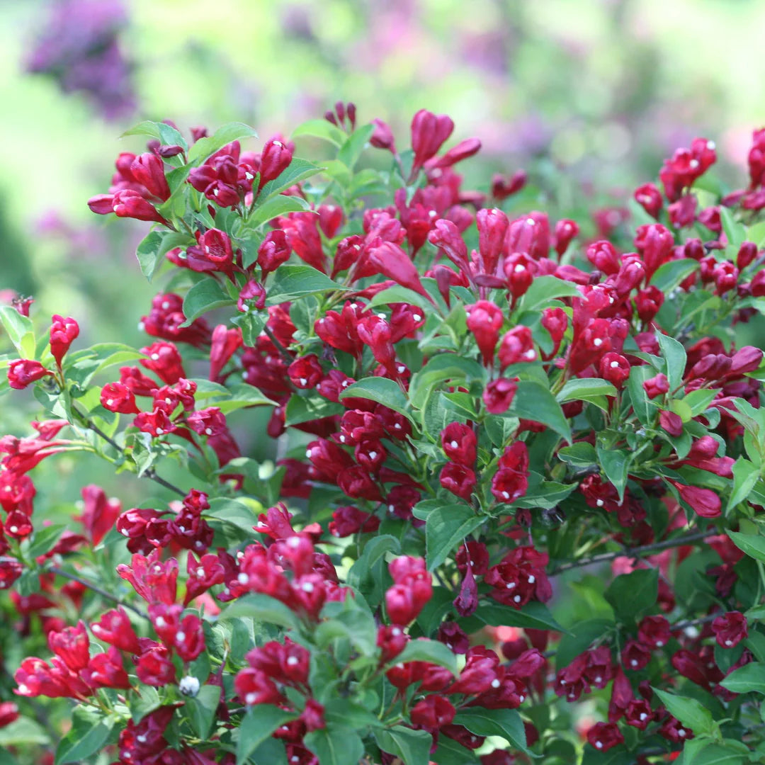 Sonic Bloom® Punch Weigela (Weigela florida ‘Sonic Bloom Punch’) - QT