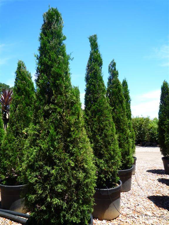 Spartan Juniper (JUNIPER C. SPARTAN) - 1 gallon