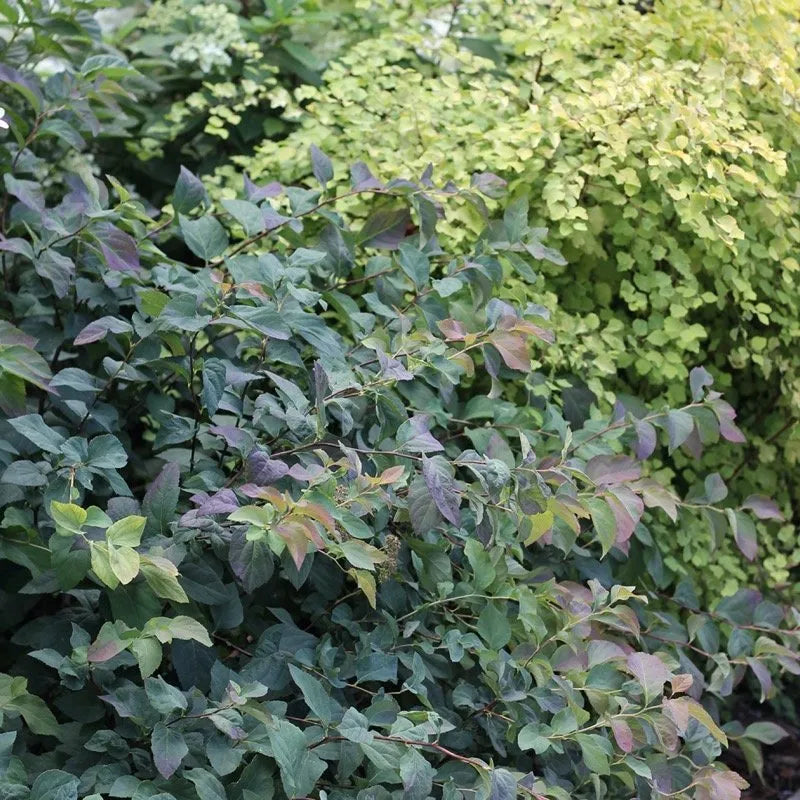 Double Play® Blue Kazoo® Spirea (Spiraea media 'Double Play Blue Kazoo') - QT