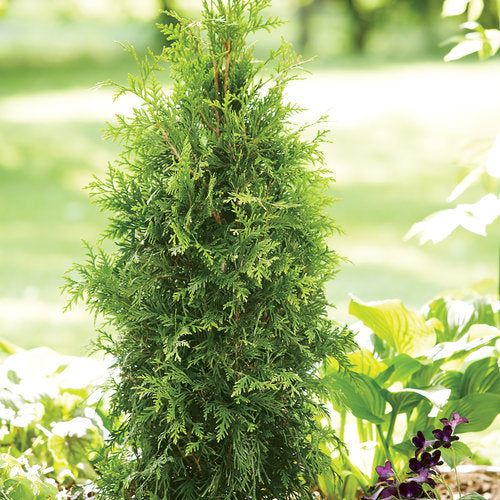 Spring Grove™ Arborvitae (Thuja plicata 'Spring Grove') - QT