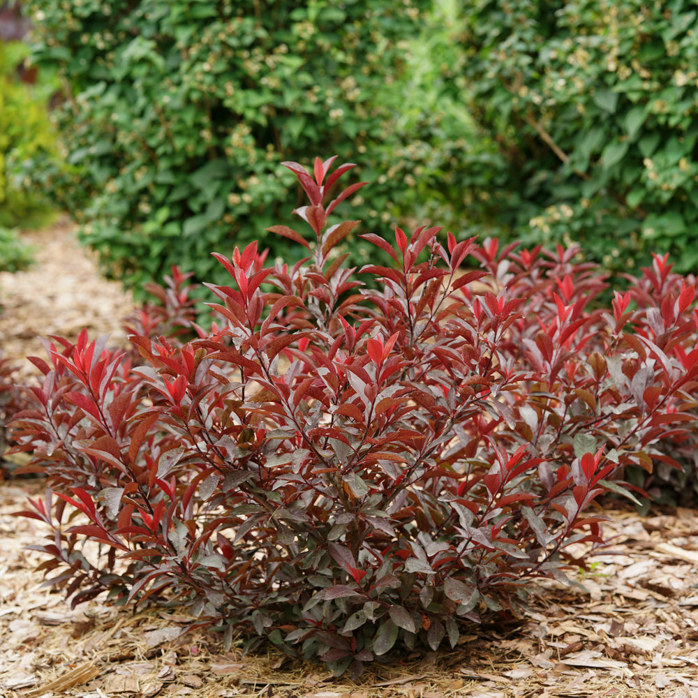 Stay Classy® Purple Leaf Sand Cherry (PRUNUS CISTENA STAY CLASSY) - QT