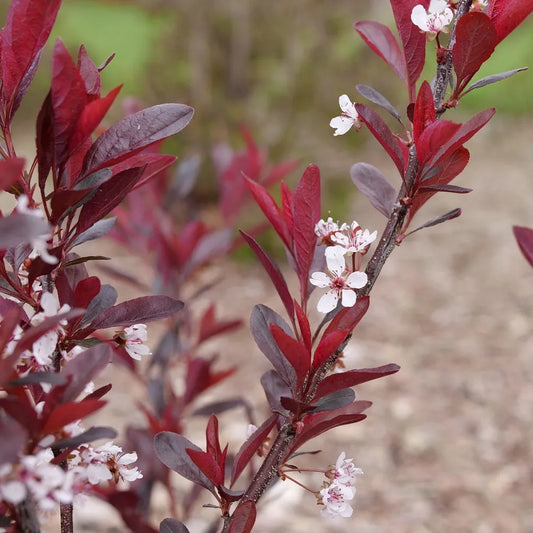 Stay Classy® Purple Leaf Sand Cherry (PRUNUS CISTENA STAY CLASSY) - QT