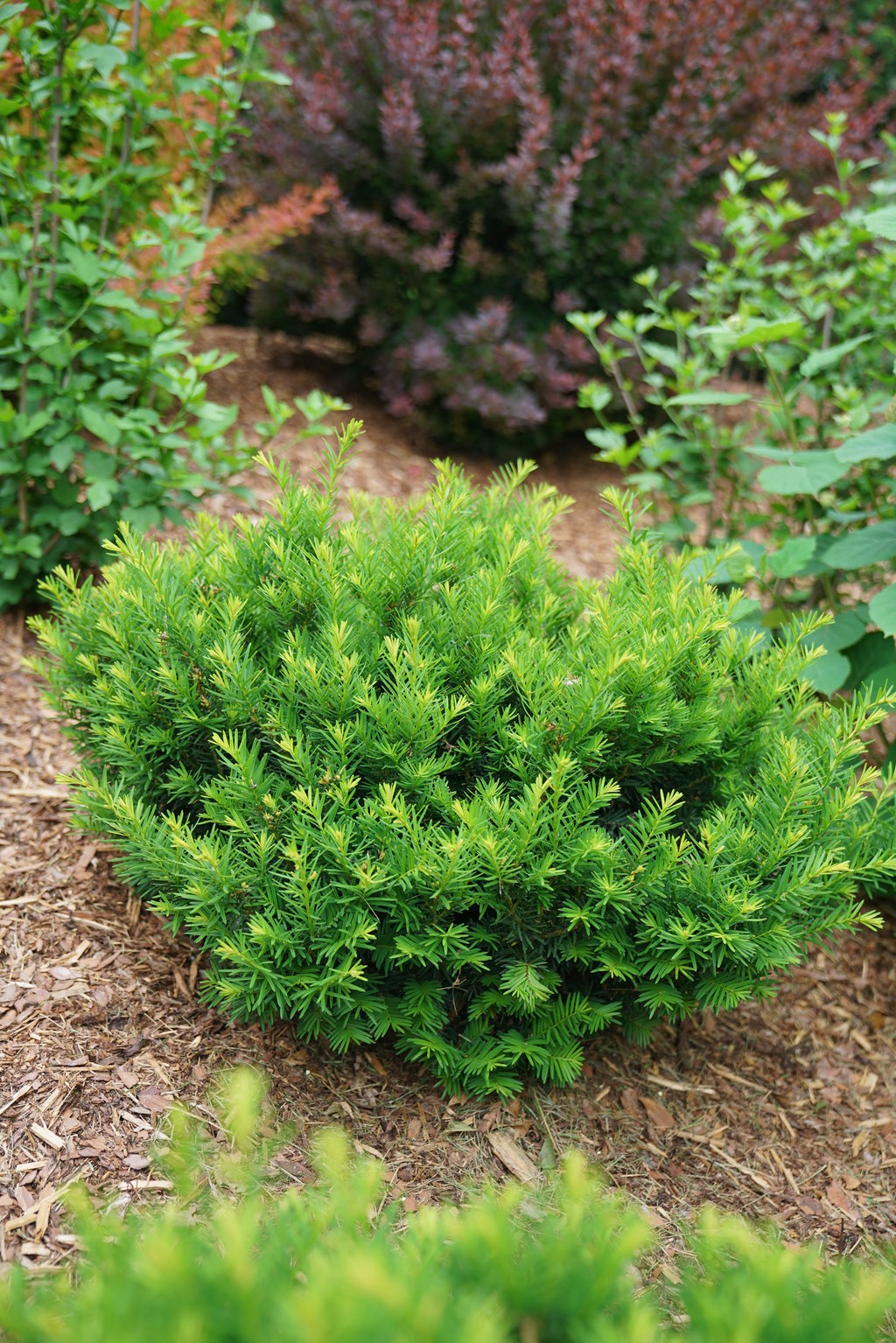 Stonehenge Dark Druid® Yew (TAXUS STONEHENGE DARK DRUID) - QT