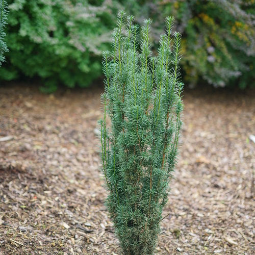 Stonehenge Skinny® Yew (TAXUS STONEHENGE SKINNY) - QT