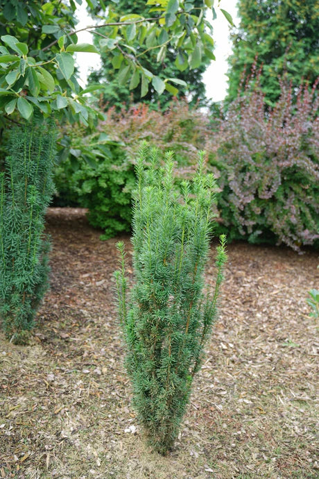 Stonehenge® Yew (Taxus x media 'Stonehenge') - QT