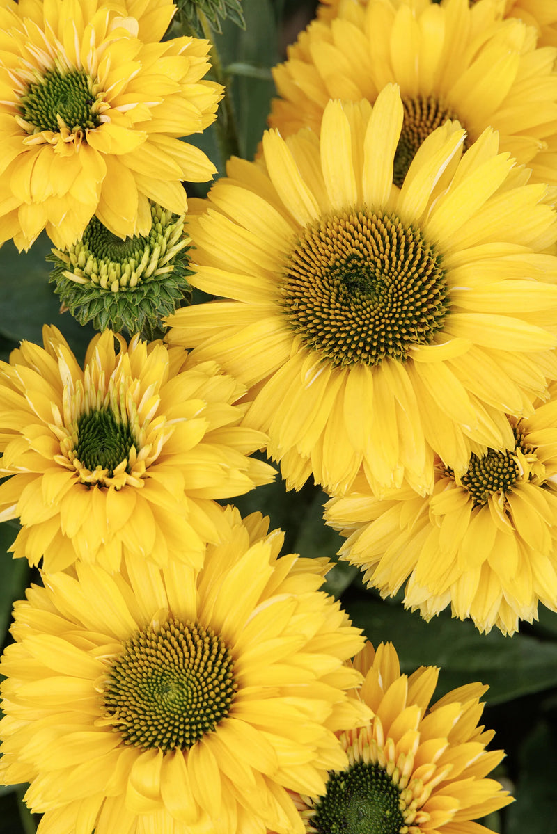 SunSeekers™ Golden Coneflower (Echinacea SunSeekers­ ‘Ifecssgold’ ‘Golden’) - QT