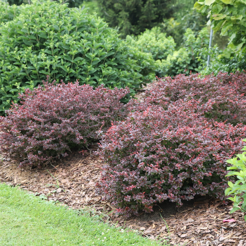 Sunjoy Really Red® Barberry (BERBERIS THUN. SUNJOY REALLY RED) - QT