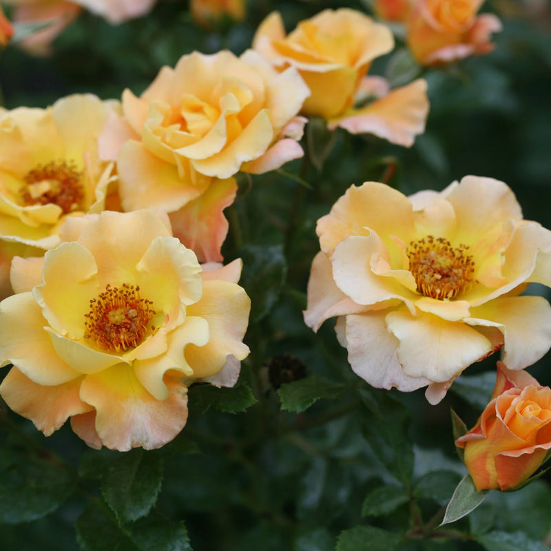 Suñorita® Rose (Rosa 'Sunorita') - QT