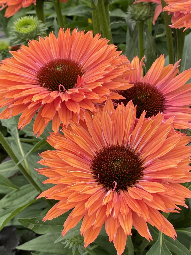 Sunseekers™ Rainbow Coneflower (Echinacea Sunseekers™ Rainbow) - QT
