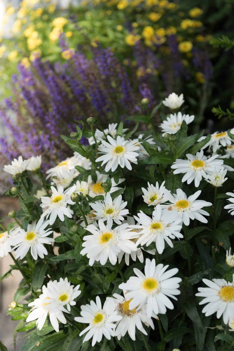 Sweet Daisy™ Birdy Shasta Daisy (Leucanthemum xsuperbum ‘Birdy’) - QT