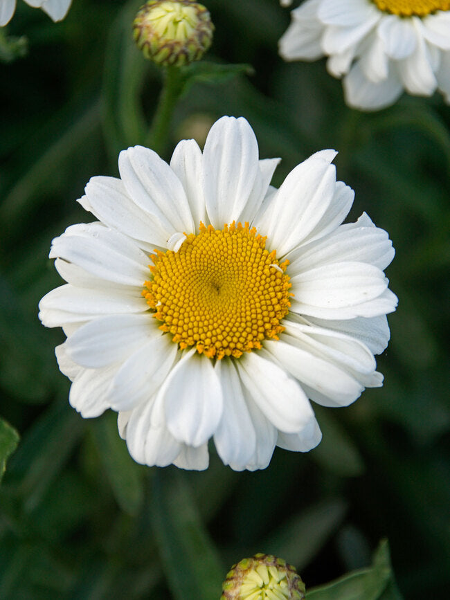 Sweet Daisy™ Jane Shasta Daisy (Leucanthemum x superbum 'Jane') - QT