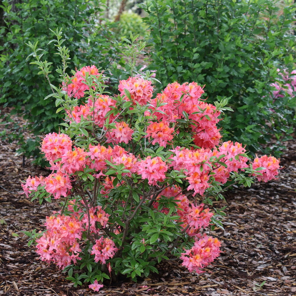 Sweet Reward® Pink Rhododendron (RHODODENDRON SWEET REWARD® PINK) - QT